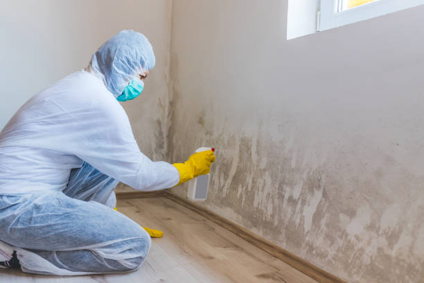 Mold Removal Process in Victoria, TX