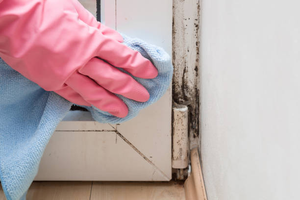 Crawl Space Mold Removal in Victoria, TX